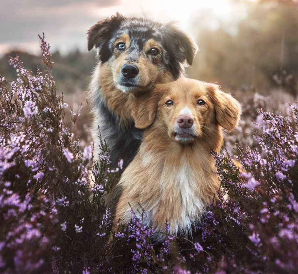 pet photography influencers on instagram