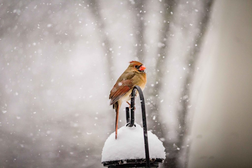 winter outdoor family portraits