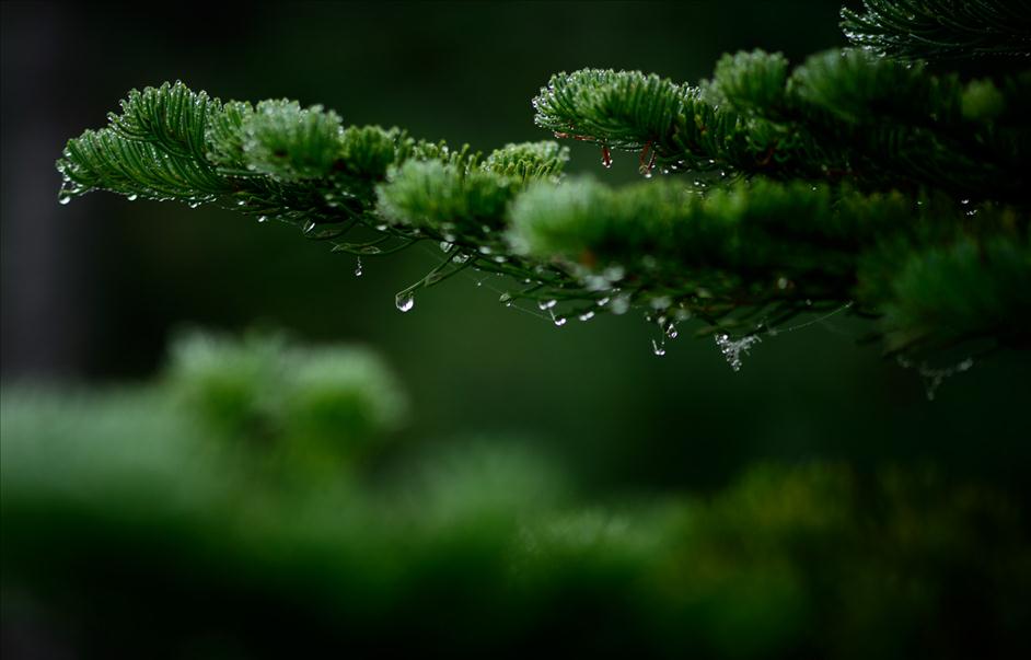 Mount Rainier Macro Photographs // Matt Kloskowski's Top 5 Landscapes to Photography // Nations Photo Lab