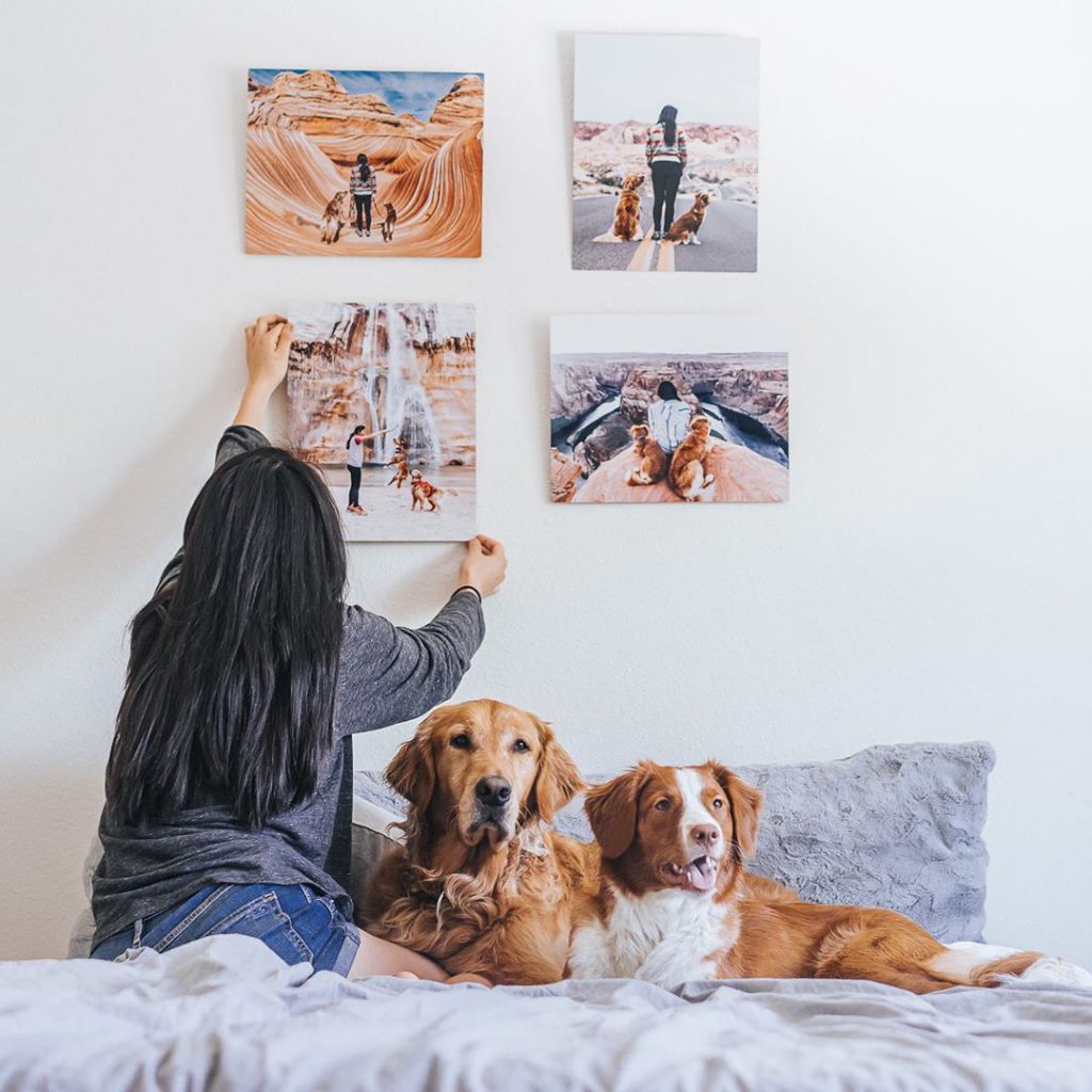 gallery wall of dog