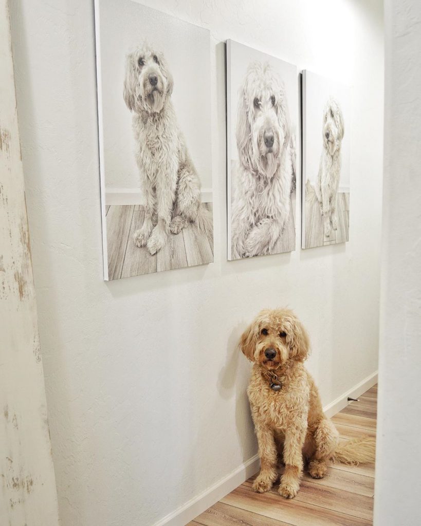gallery wall with dog imagery