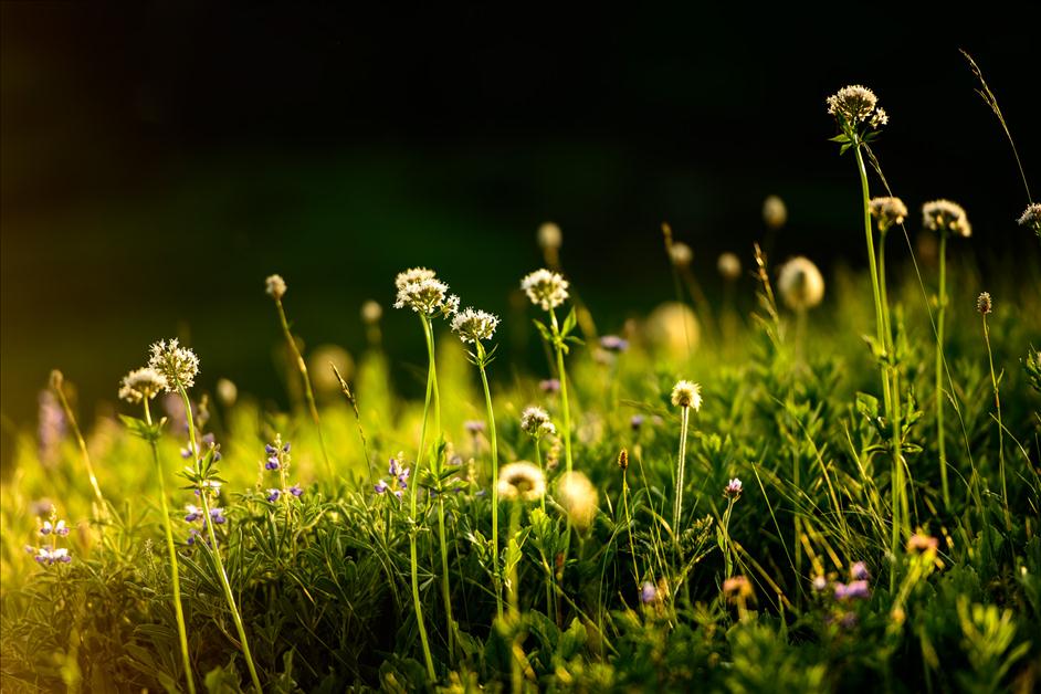 Mount Rainier Wildflowers// Matt Kloskowski's Top 5 Landscapes to Photography // Nations Photo Lab