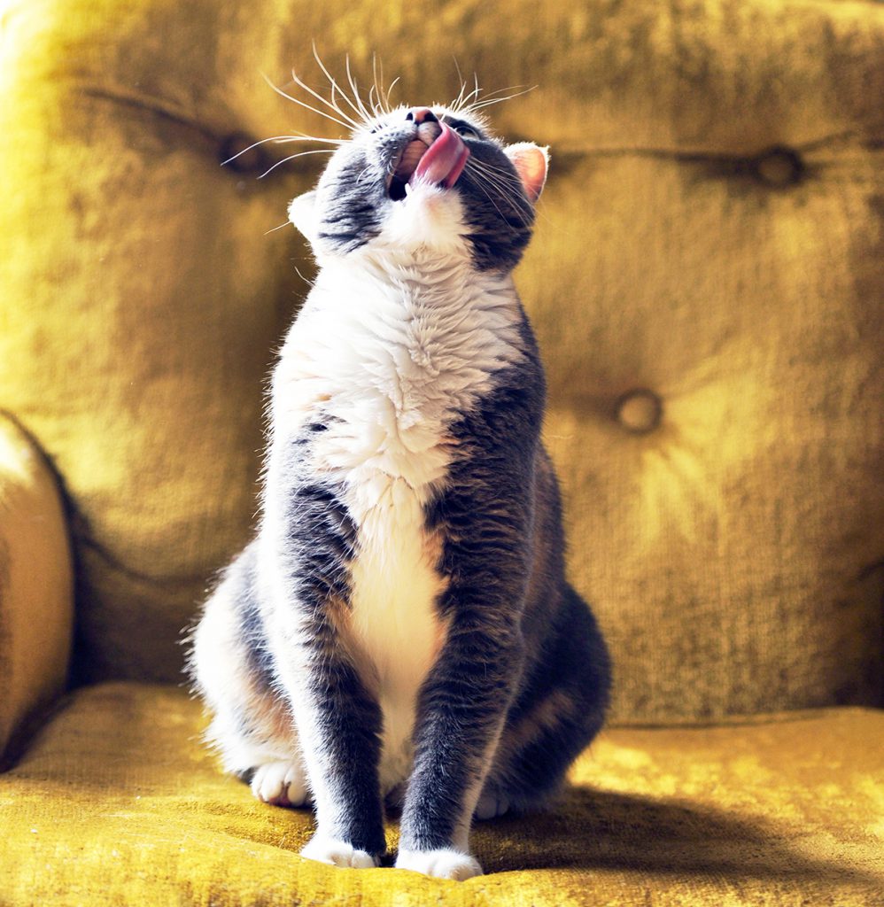 cat posing on chair 