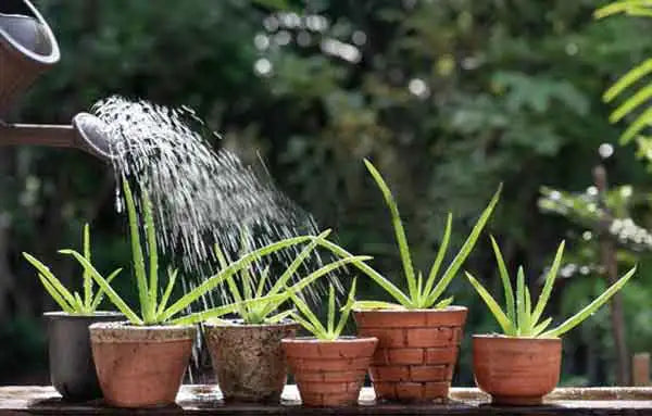 Quand arroser les plantes de la maison ? - Truffaut 