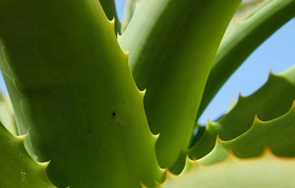 feuilles-aloe-vera