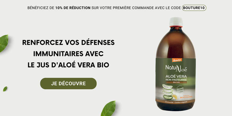 jus-aloe-vera-bouture10