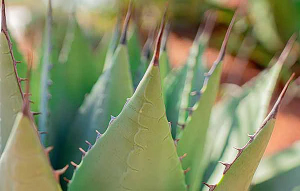 plante-grasse-agave