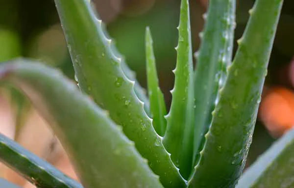 plante-grasse-aloe-vera