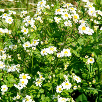 Feverfew (Tanacetum parthenium)