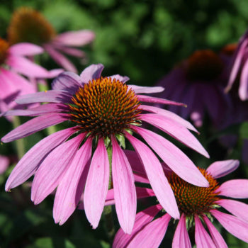 Echinacea Leaf (Echinacea purpurea)