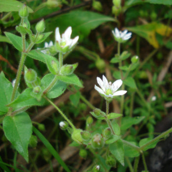 Chickweed, Powder (Stellaria media)