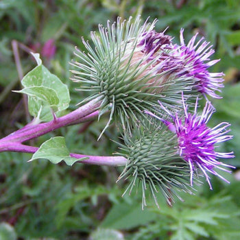 Burdock Root (Arctium lappa)