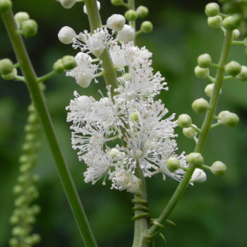 Black Cohosh Root & Rhizome (Cimicifuga racemosa)