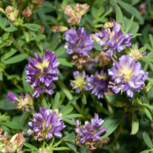 Herbal Healing Inc. Alfalfa (Medicago sativa)