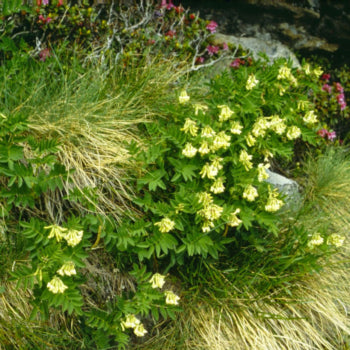 ASTRAGALUS (Astragali membranaceus)