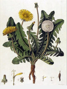 Dandelion (Taraxacum officinale)