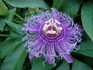 Passion Flower (Passiflora incarnata)