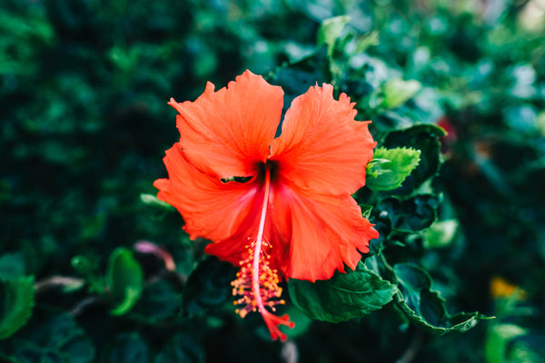 Fleur d'Hibiscus Hawaiienne 