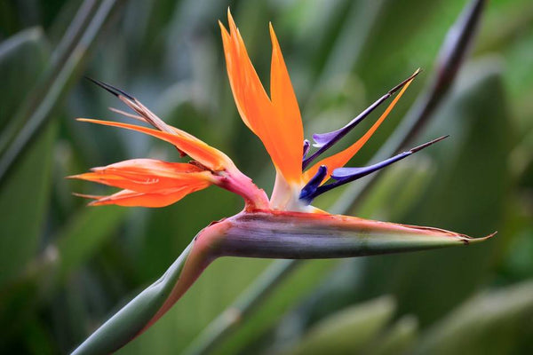 fleur hawaienne oiseau de paradis