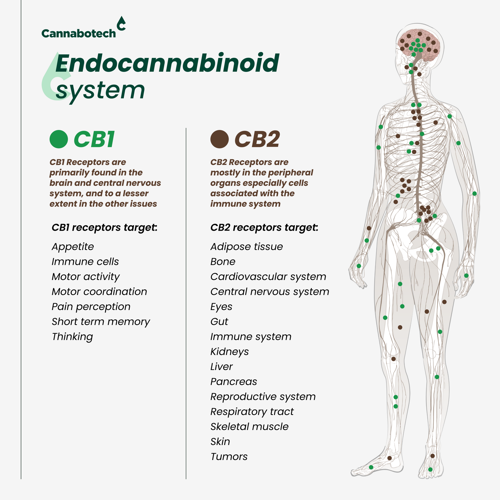 CBD for sleep - the ECS System