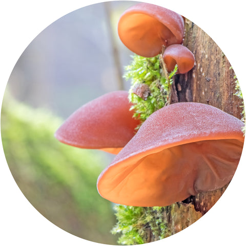reishi mushrooms for anxiety