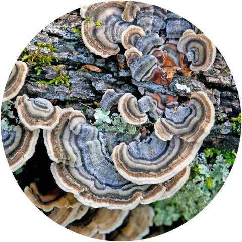 best mushroom for immune support