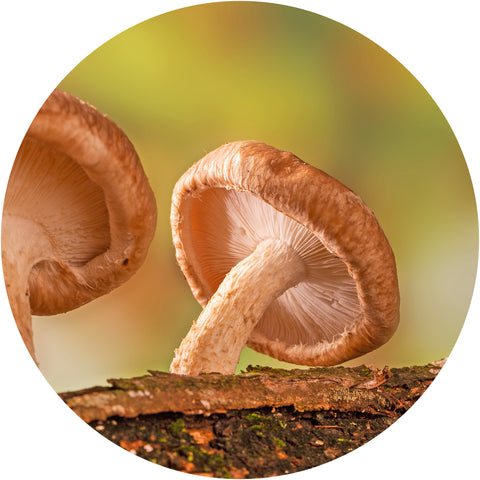 Shiitake Mushroom for Health