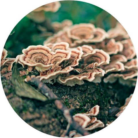 Turkey Tail Mushroom for Immunity