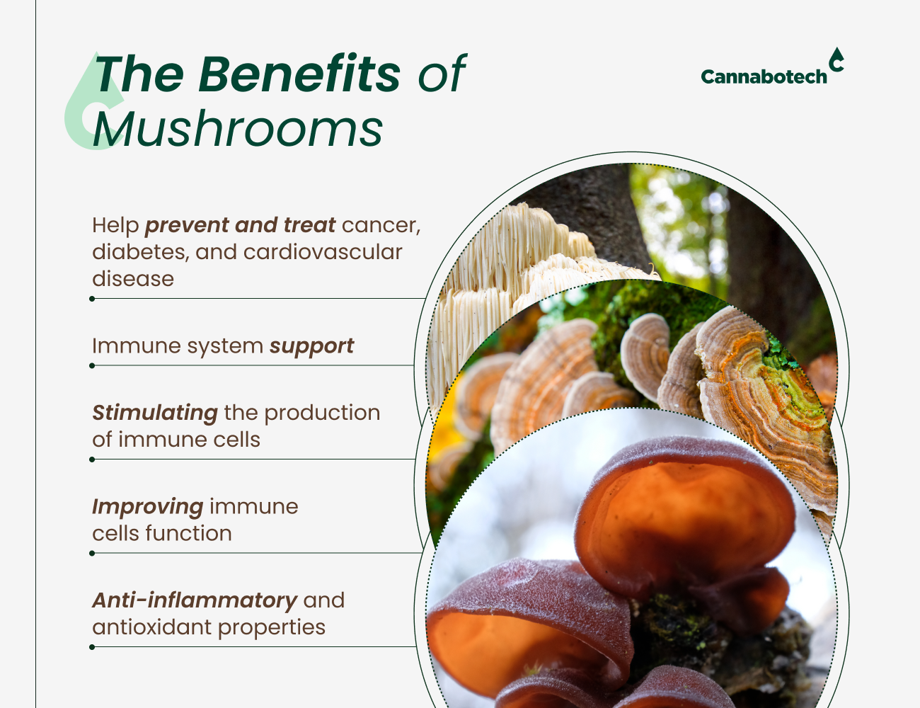 modern mushrooms