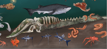 A whale skeleton on the ocean floor, surrounded by deep sea creatures