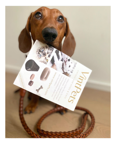 Dachshund mit VinPets Flyer und geflochtener Leine