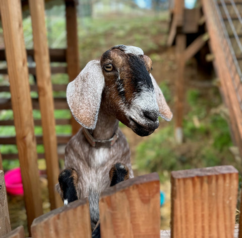 Mini Nubian milking goat looking over fence