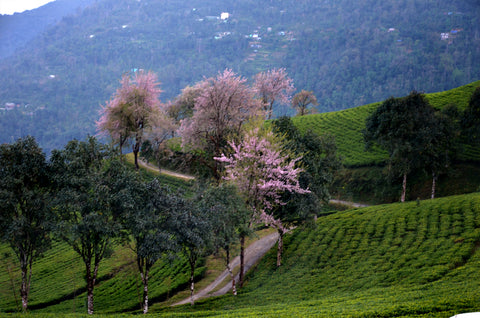 sikkim temi tea estate , temi tea garden