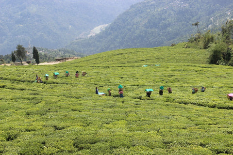 sikkim temi tea estate , temi tea garden