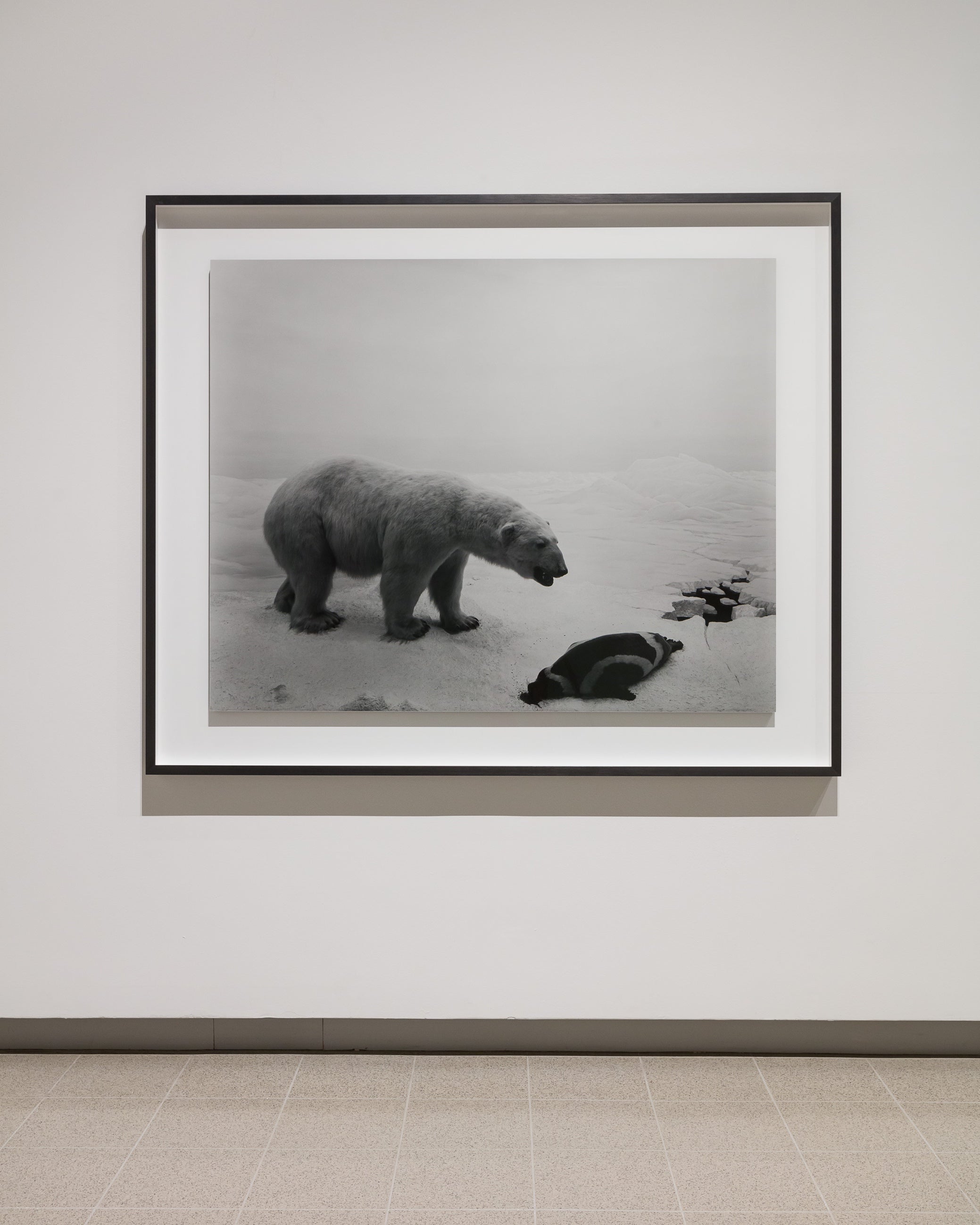 Installation view of Hiroshi Sugimoto, Polar Bear, 1976. Silver gelatin print. Photo: Mark Blower. Courtesy the artist and the Hayward Gallery.