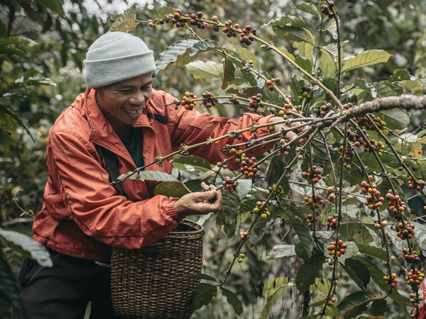 farmer handpicking coffee cherries