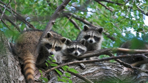 Family of Raccoon