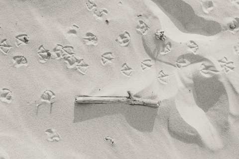sand on the beach with paw prints from a seagull looped around a small piece of driftwood
