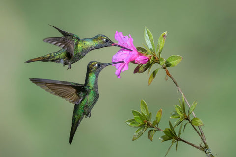 Hummingbird Abundance