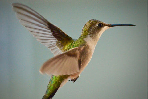 Unique Hummingbird