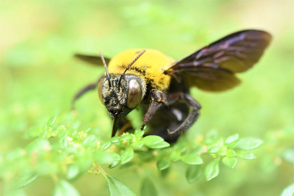 Bee Following Someone