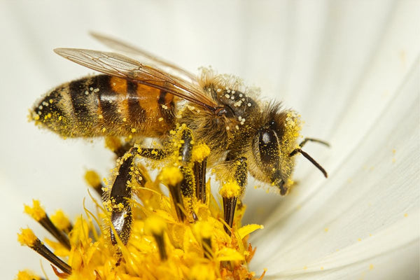 Bee on a Flower