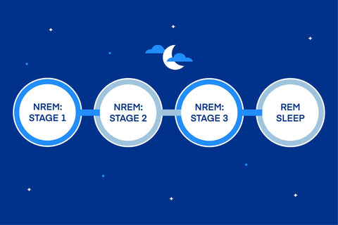 NREM and REM sleep stages