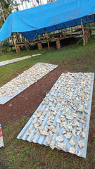 Kava roots being dried in a village in Papua New Guinea.
