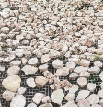 Basal Chips drying in the sun to make Village Kava for Nakamal At Home. When you buy kava online from Nakamal At Home you are getting high quality kava.