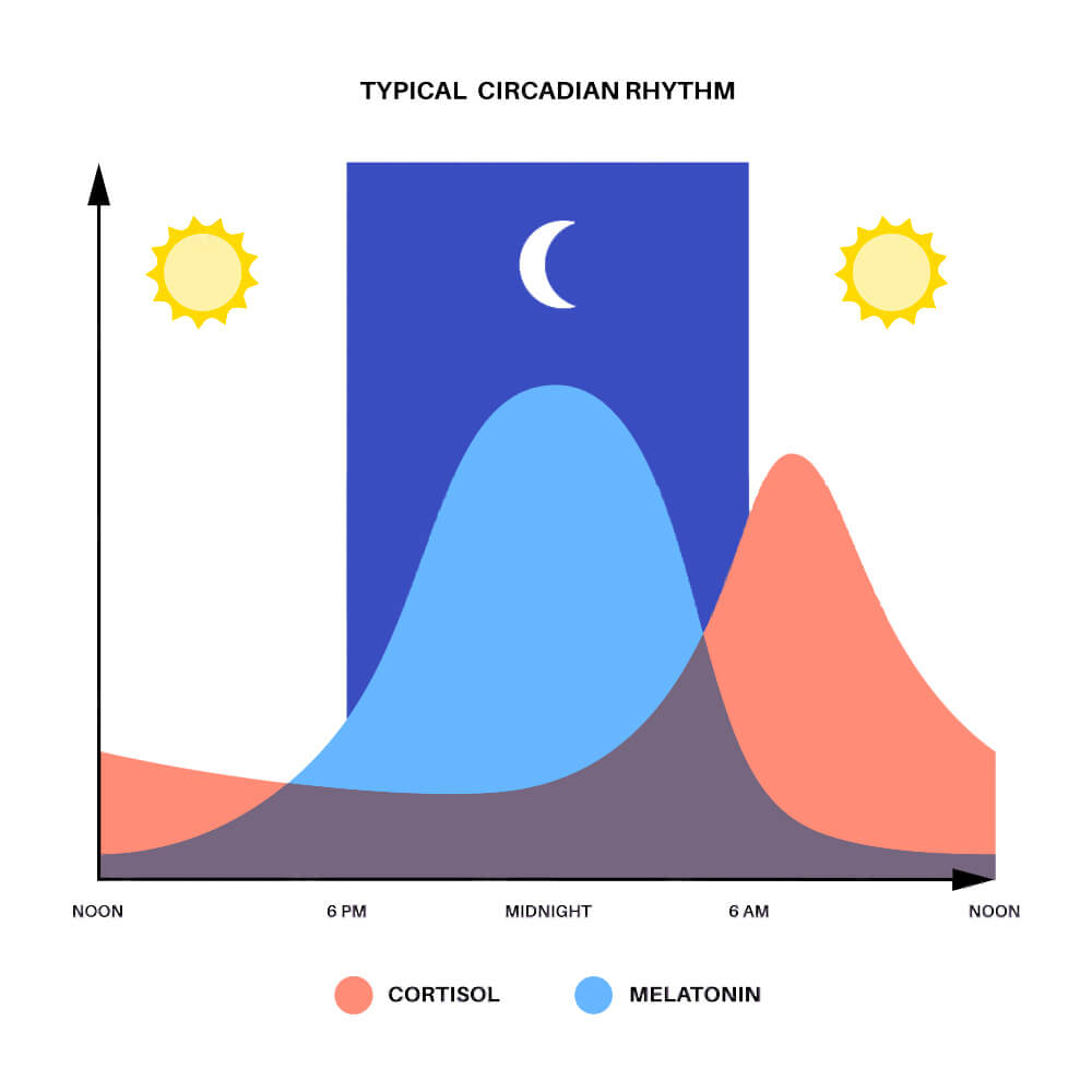 typical circadian cycle of cortisol and melatonin levels during one day