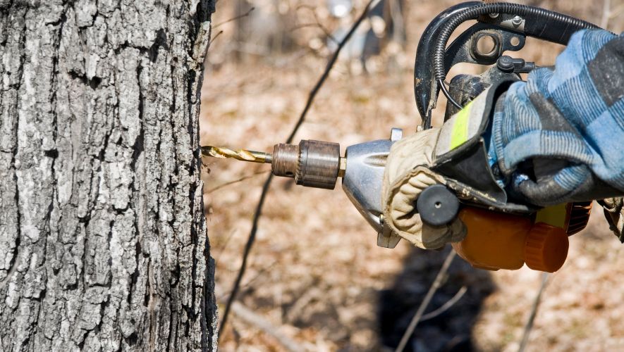 Drilling a hole in a tree