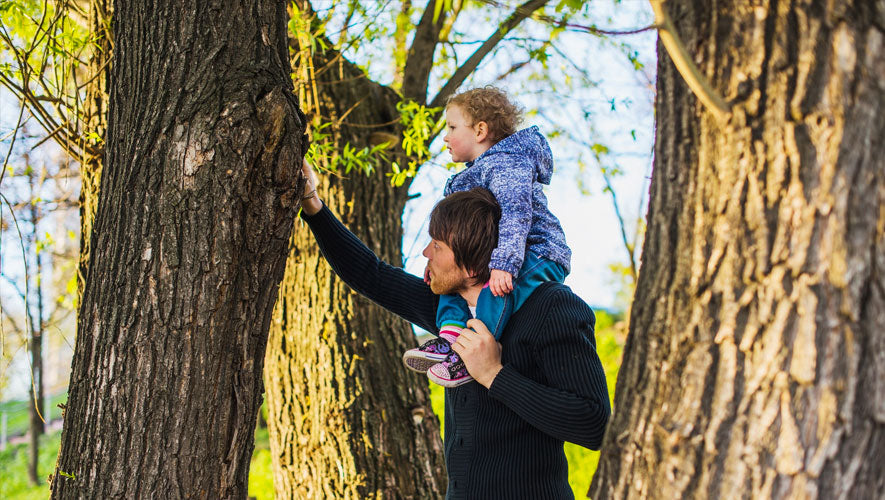 How to Choose A Tree for Your Treehouse Header