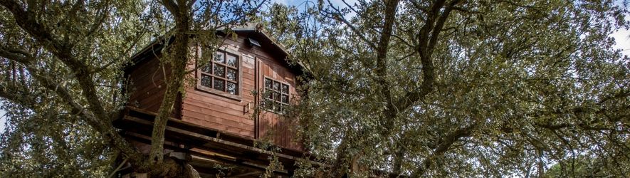 Treehouse Maintenance Guide