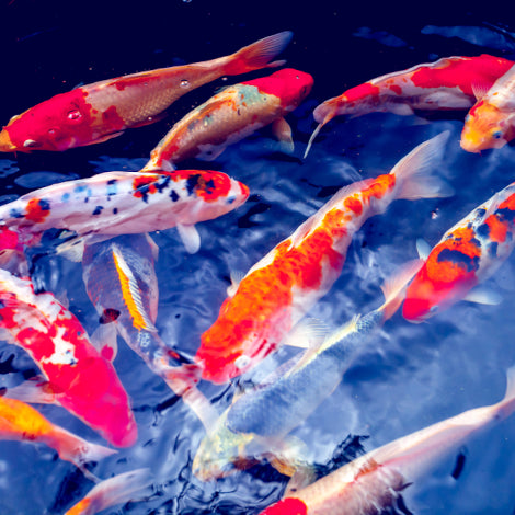 koi swimming in group